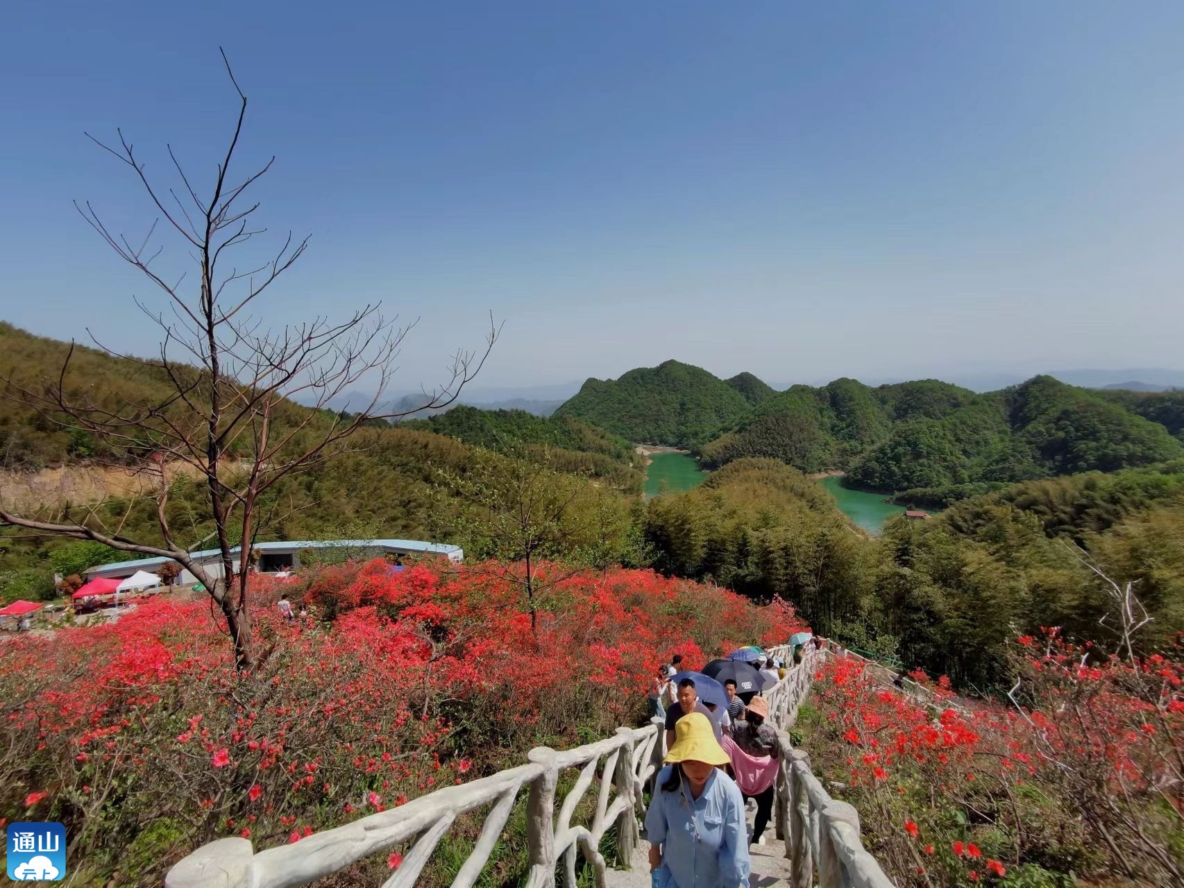 【盛世繁花 尋芳通山】圖文 | 通山大幕山:杜鵑花開映山紅_雲上通山