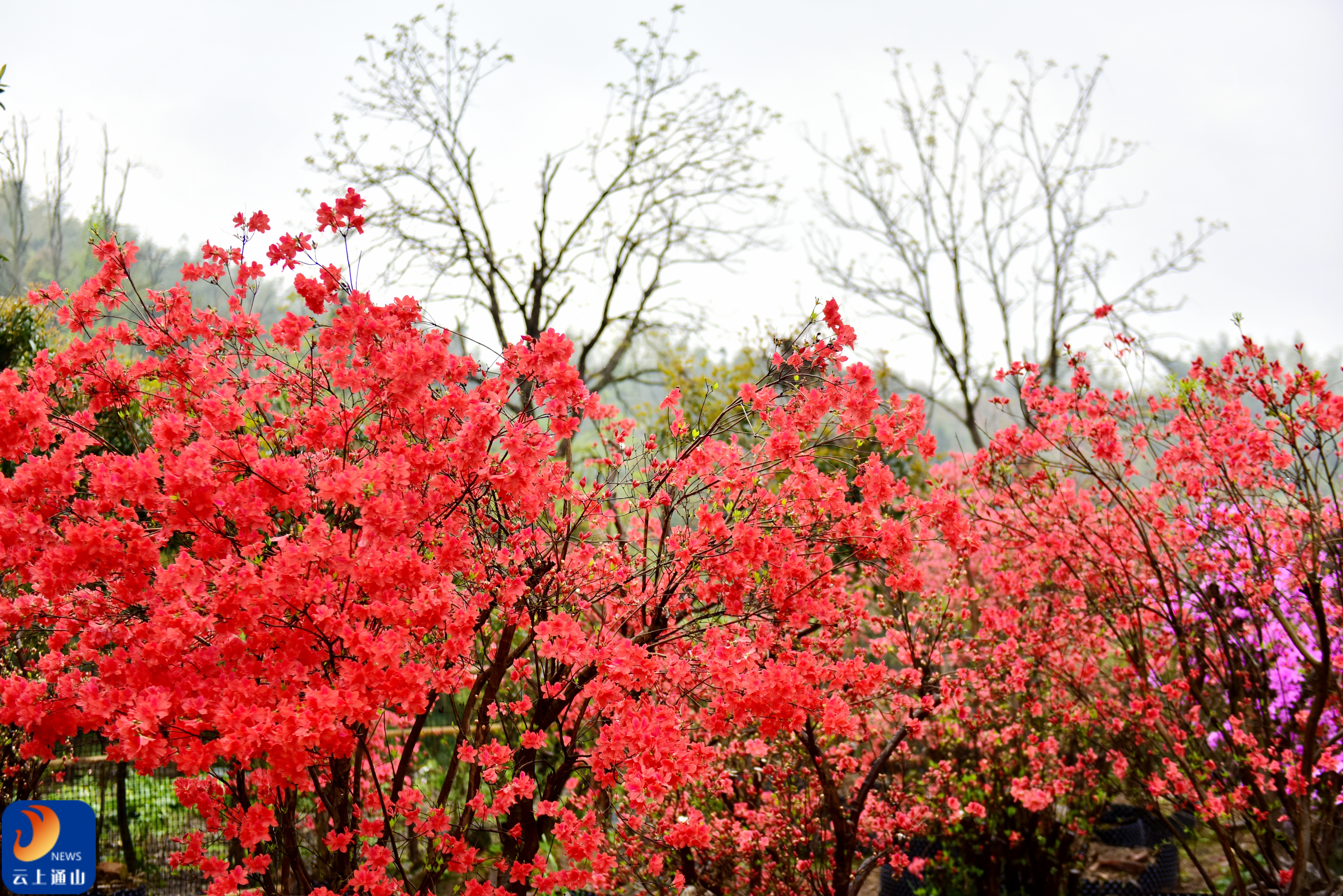 通山大幕山杜鹃花图片图片