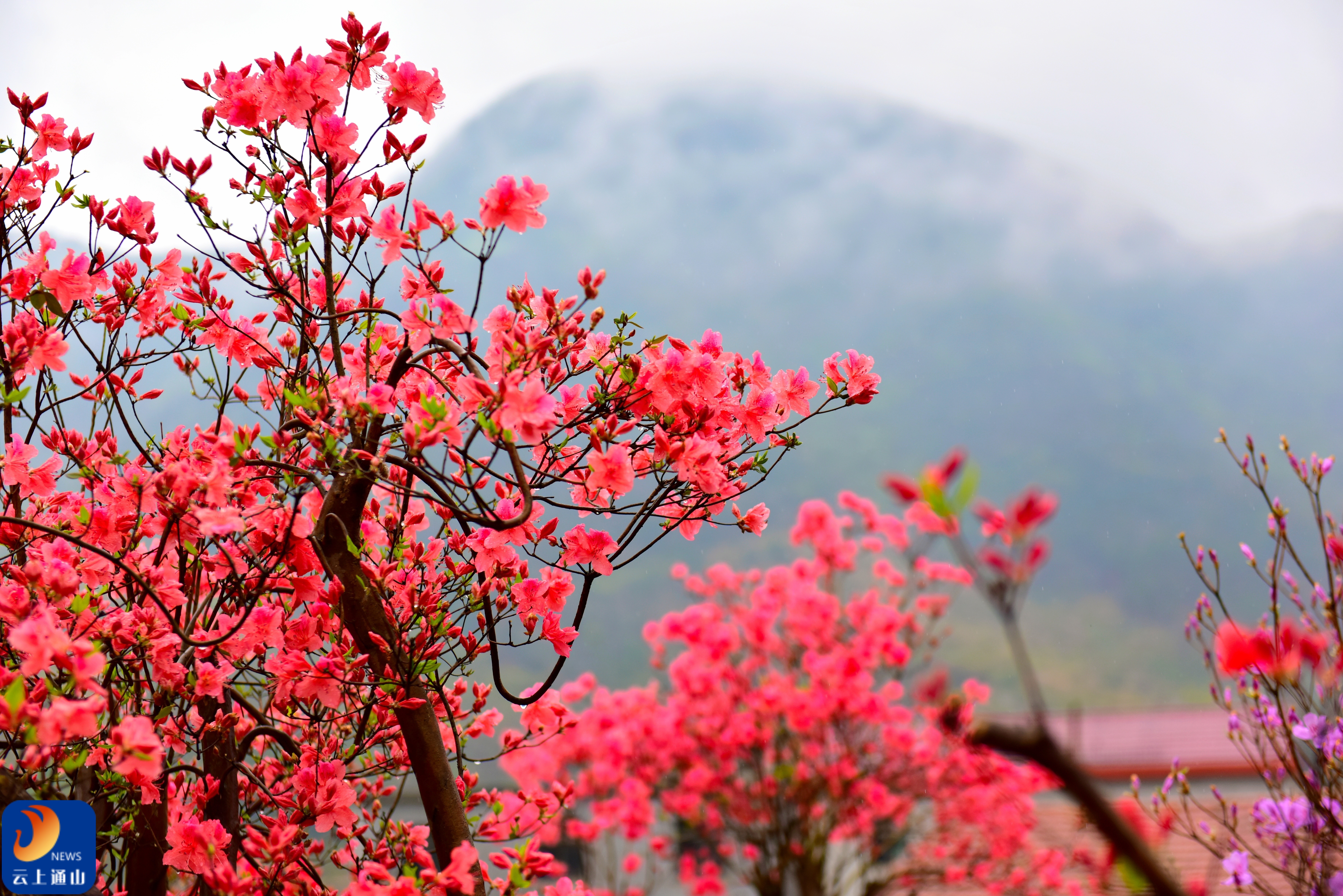 通山大幕山杜鹃花图片图片