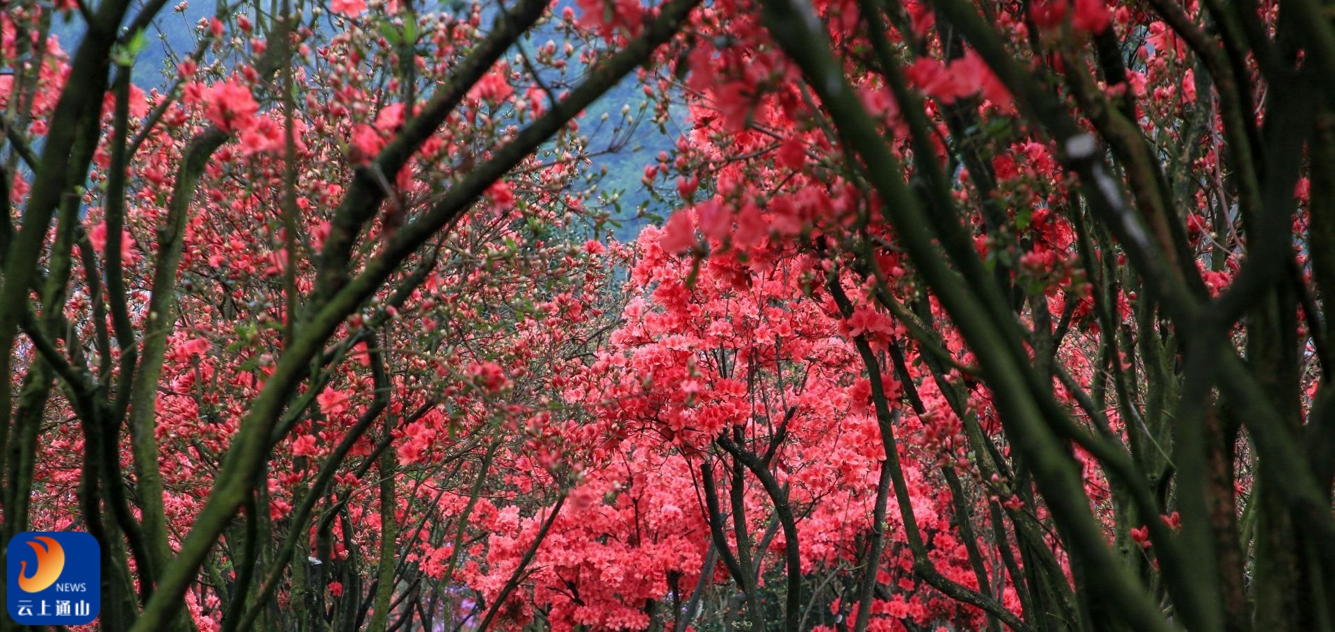 通山大幕山杜鹃花图片图片