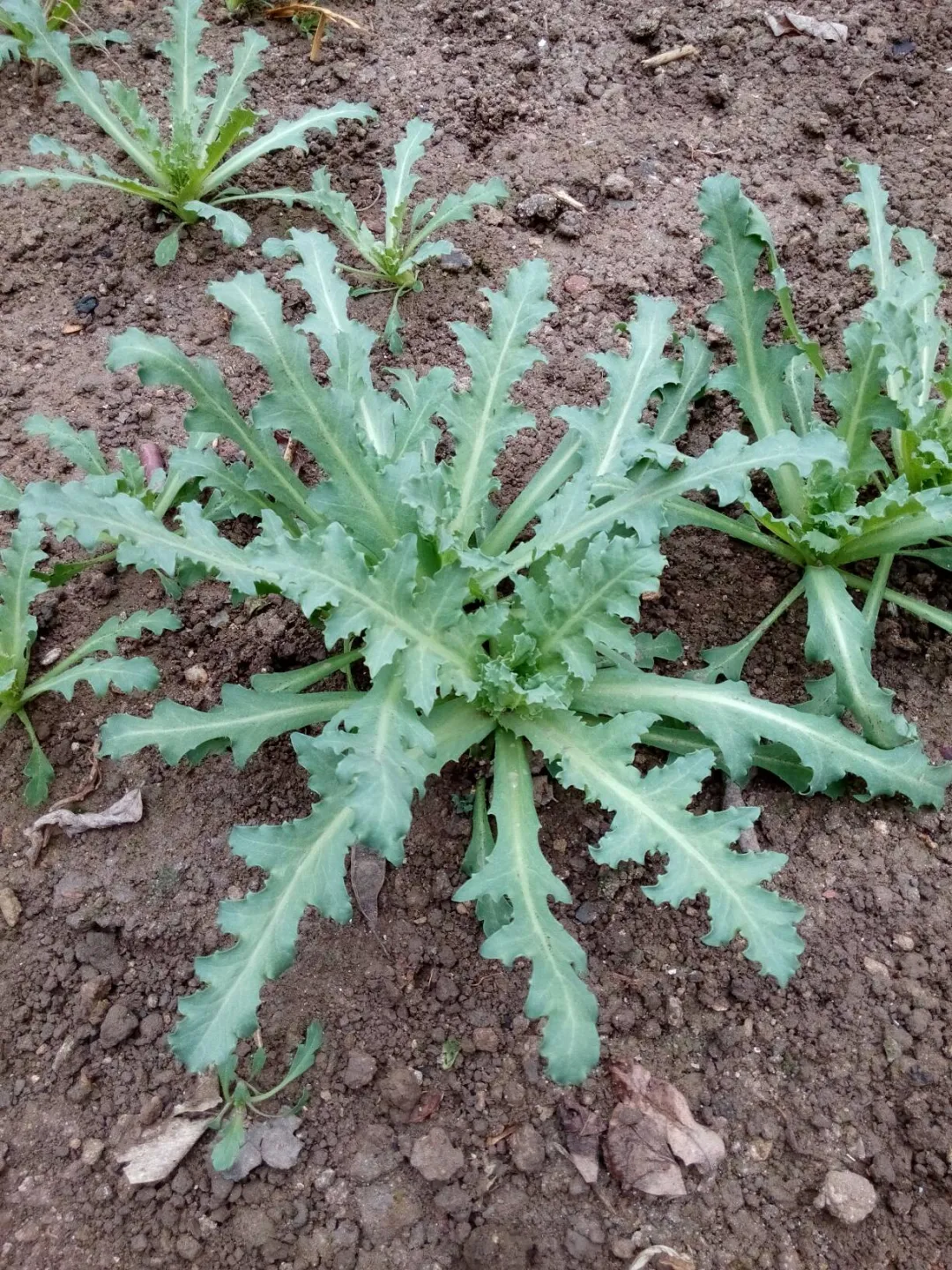 (罂粟苗 ) (罂粟苗 )