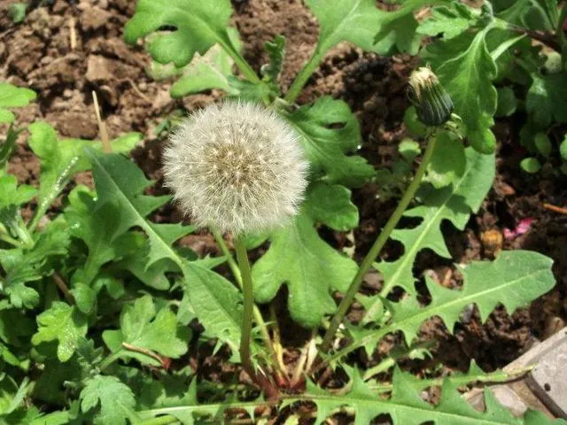 (蒲公英) (蒲公英)