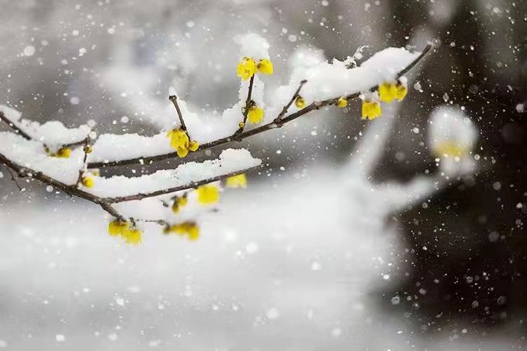 大家分享的雪景美图一起来欣赏许多人的朋友圈都被应城下雪刷屏了