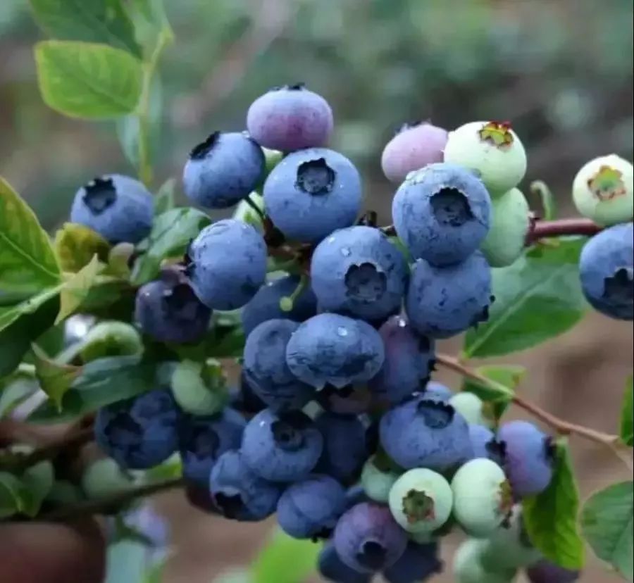 赵棚团山蓝莓……安陆这么多美食我担心这一张嘴肯定是吃不过来的!
