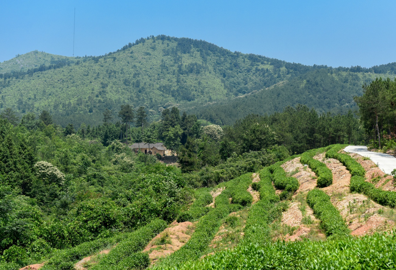 安陆市云岭村党员能人引领示范拓宽脱贫致富路