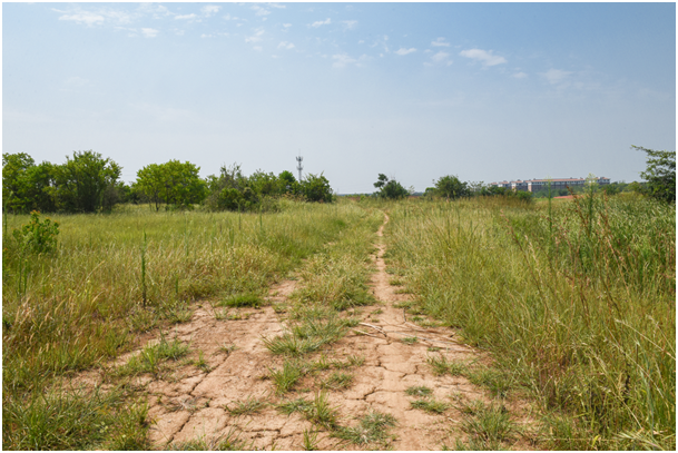安陆闲置20年的荒岗地孕育出希望之花