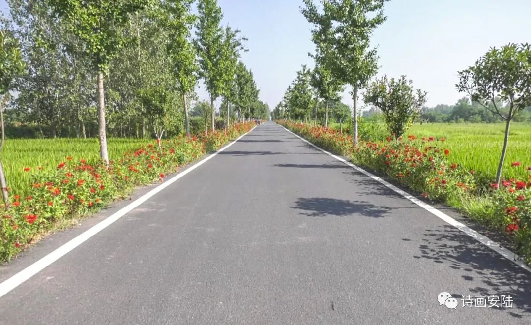 "路长制"管养加强,绿化率显著提高,展现出"道路畅通,产业兴旺"的美好