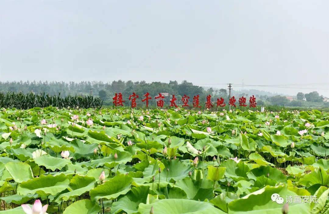 鄉村振興今年夏天這裡很甜安陸市接官鄉打造產業助力鄉村振興67