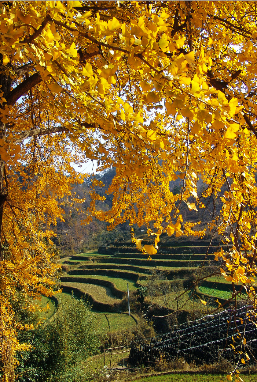 安陆的秋天美成了屏保_安陆