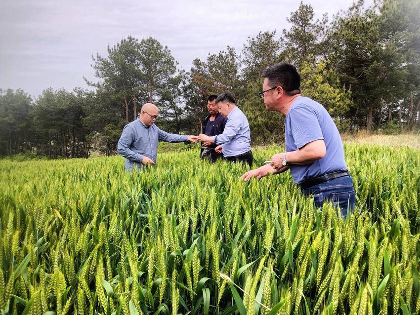 安陆市接官乡：专家田间把“麦”问诊巧开防虫害良方.doc