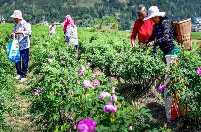 安陆市雷公镇：玫瑰深加工 催开致富花.docx