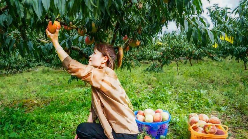 安陆市陈店乡桃画山谷：夏天，“桃”不掉的美味.docx