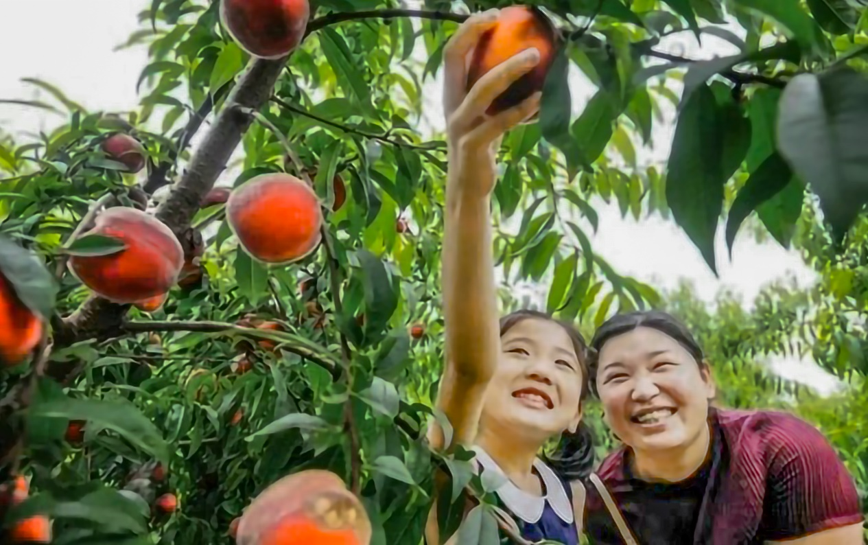 湖北安陆:美味桃不掉 采摘正当时