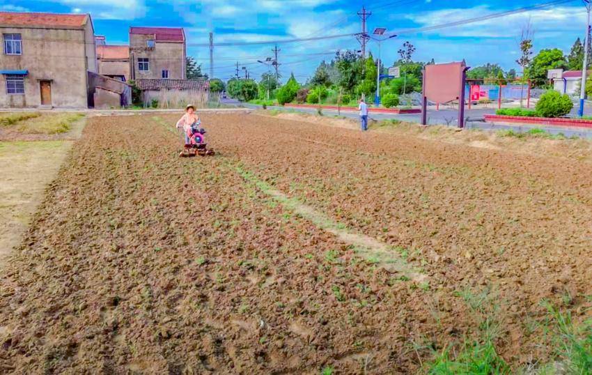 安陆市巡店镇顾李村：凯丽香芹成为强村富民主导产业.docx