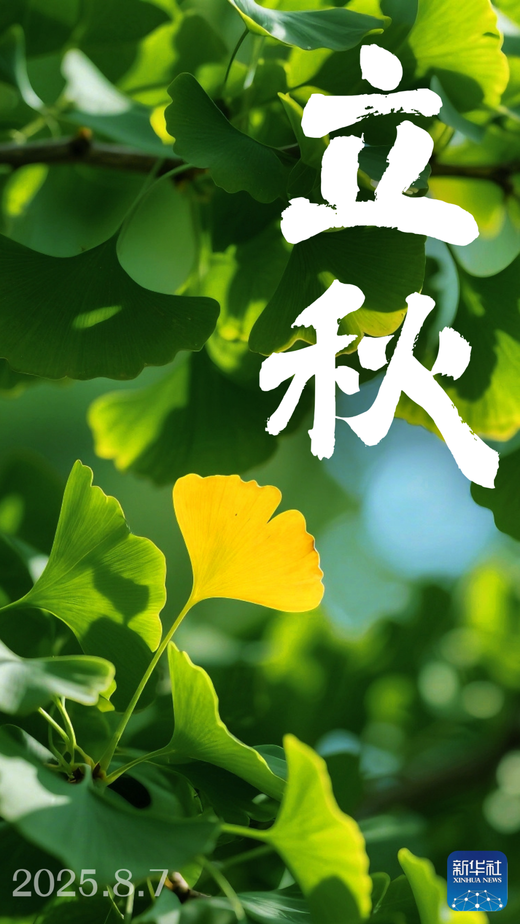 立秋.png