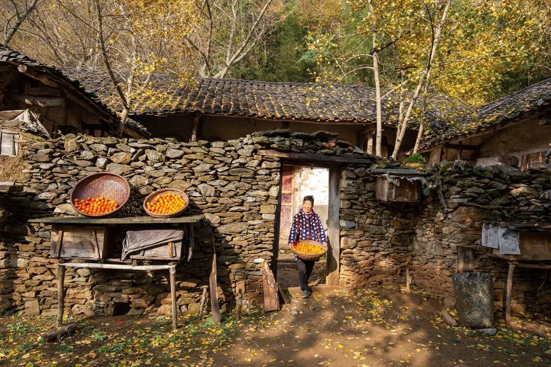 undefined 王飞《姥姥家采秋柿》【1】19871266669.jpg