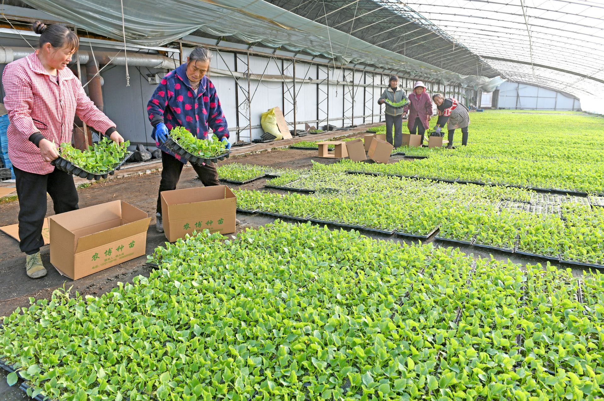 2026年2月4日,安徽淮南,种植户在农博生态园内将培育的甜瓜苗装箱销往全国各地。