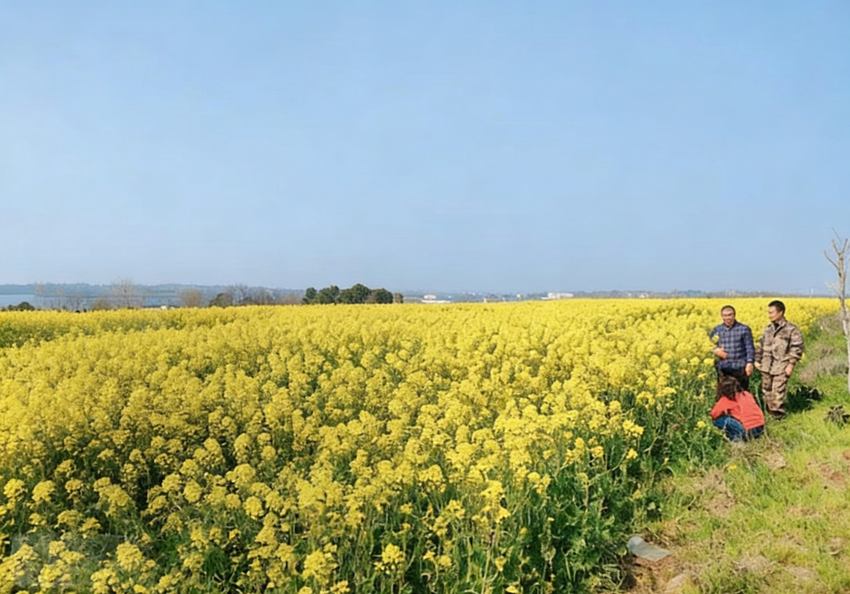 繁花沃野长势旺 实地核验保丰产——安陆市陈店乡扎实推进油菜种植验收工作.doc