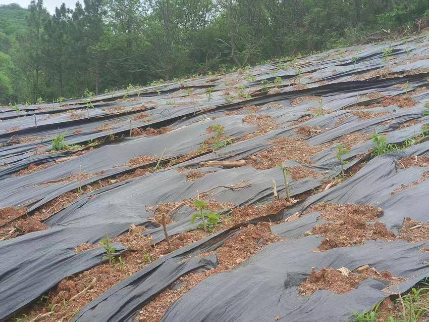 桑苗栽种正当时 就地就业赋能乡村振兴doc.doc