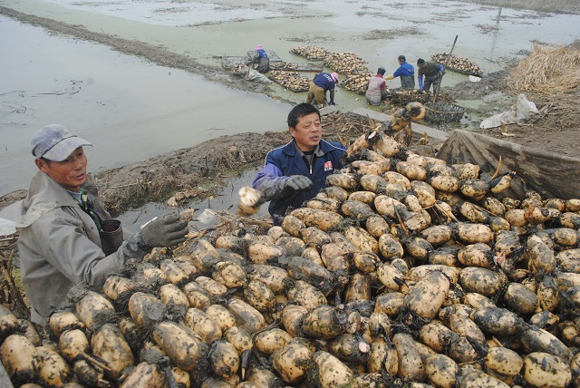 9月14日,汉川市刘家隔镇杨水湖的一家藕行里,清洗莲藕的藕农们忙个不