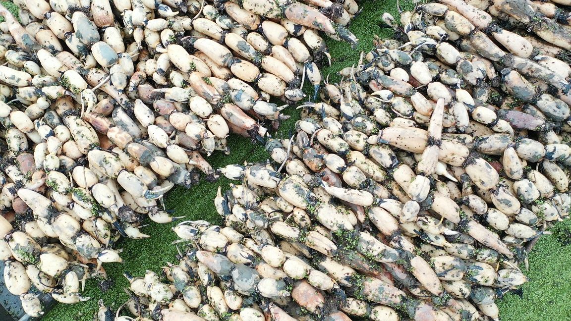 学习强国汉川挖藕评藕品藕一根汉川藕串起10亿产值