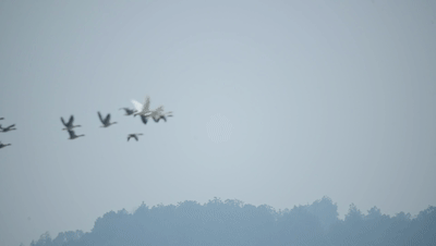 快看▏国家一级保护动物白鹤现身赤壁