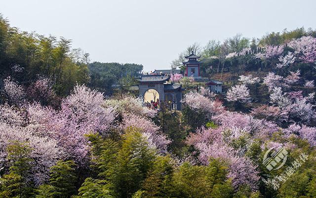 赤壁葛仙山2022花期图片