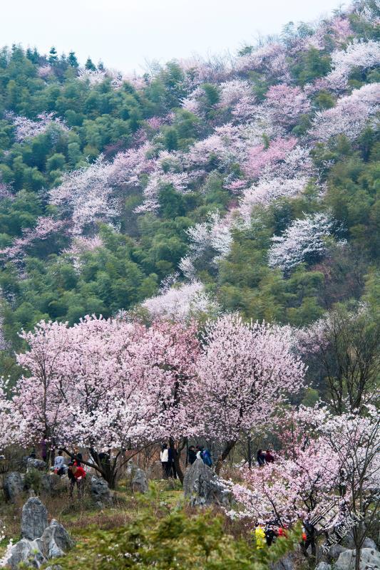 葛仙山樱花图片图片