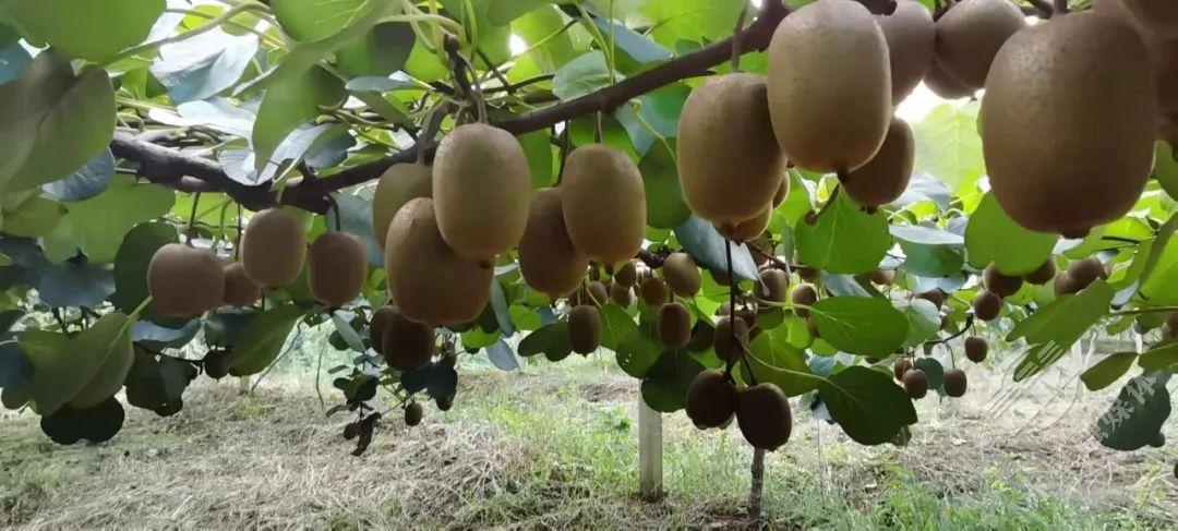 那是美名扬中华猕猴桃之乡看赤壁中国的猕猴桃看中国世界的猕猴桃都说