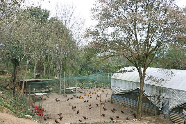 赤壁南山村80后小伙深山养野鸡开辟致富路