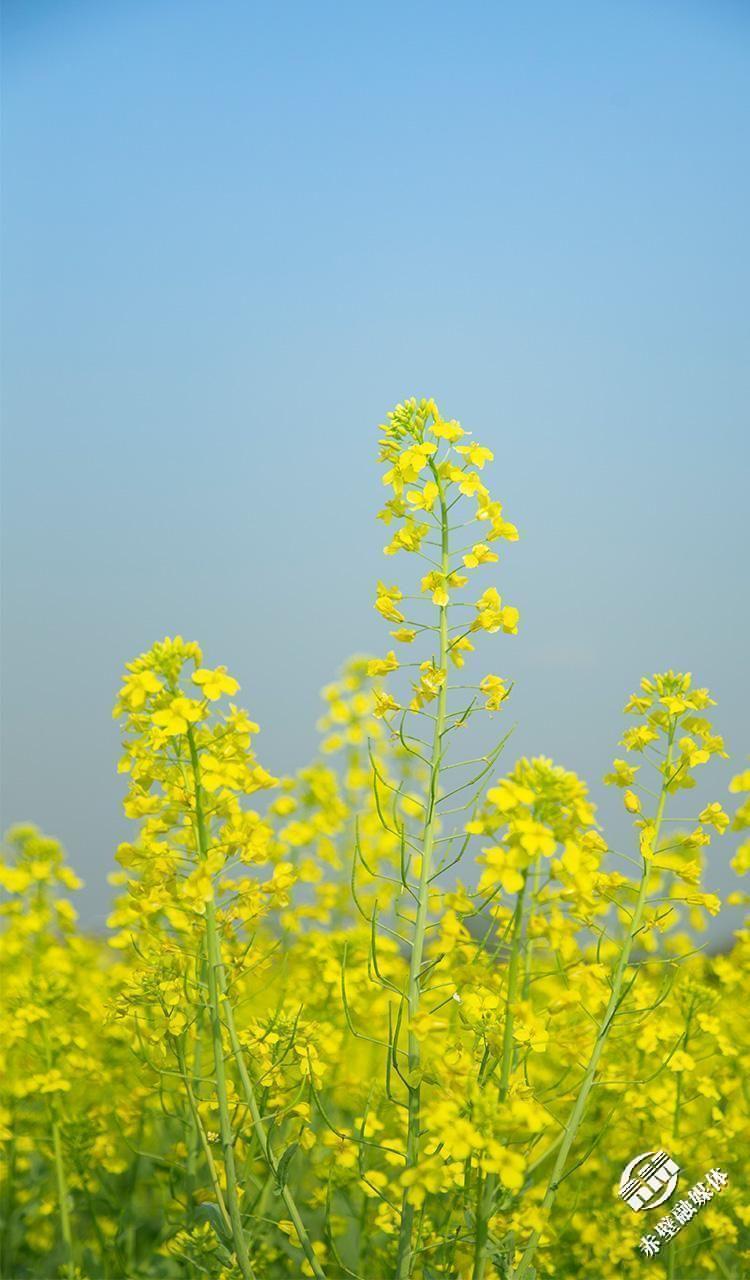 春日壁纸今日派发花花世界