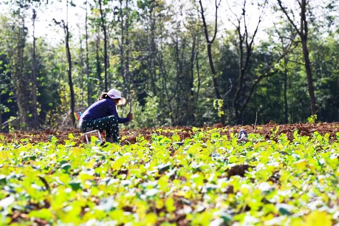 湖北赤壁乡村冬日胜春景生态宜居亦宜游