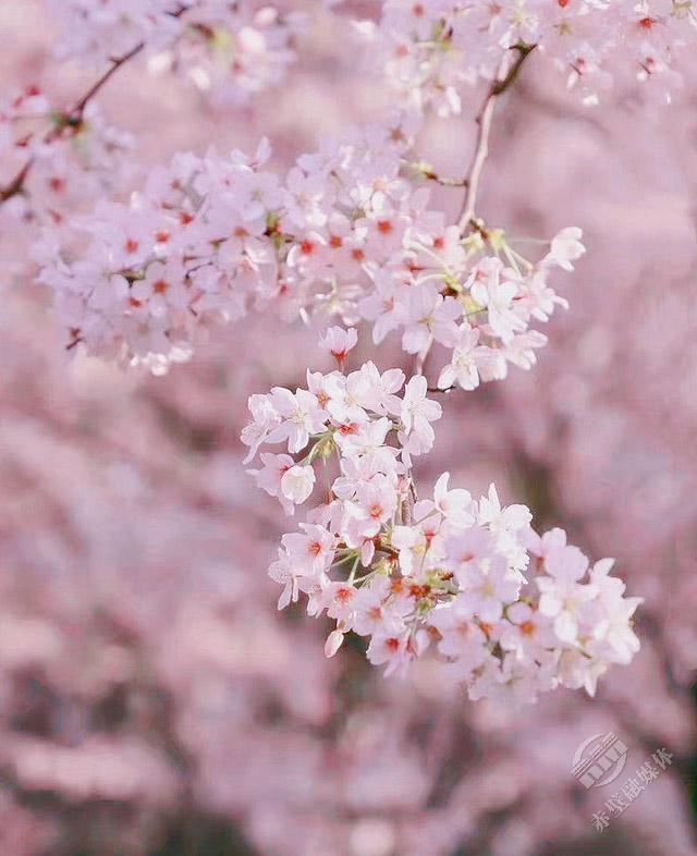 湖北师范大学樱花图片