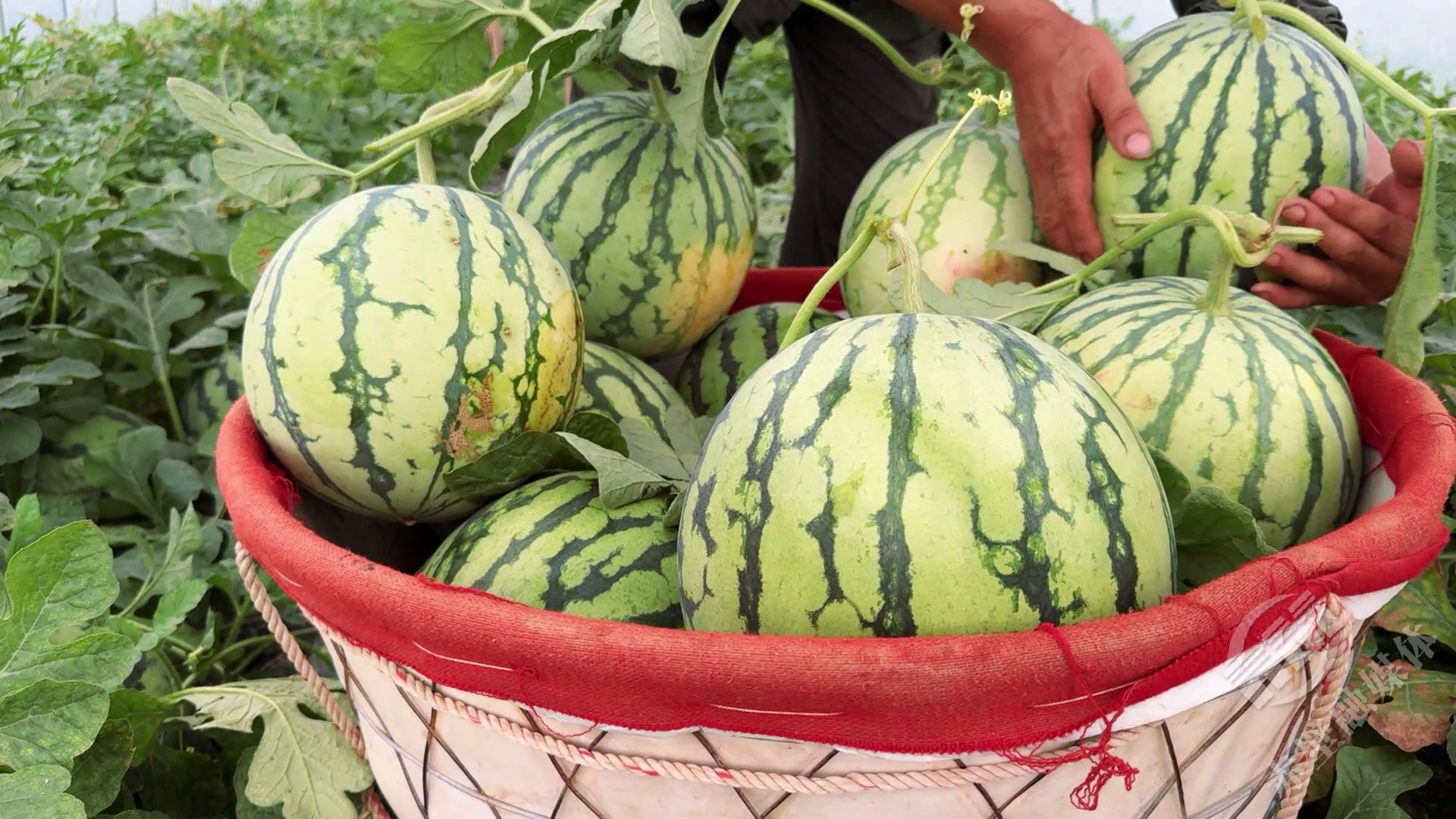 西瓜怎么分辨熟没熟好不好吃 8ab67e9a9767b197d220328c9961d8f2.png