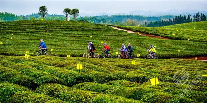 15万亩优质茶园 拍照打卡优选2.jpg