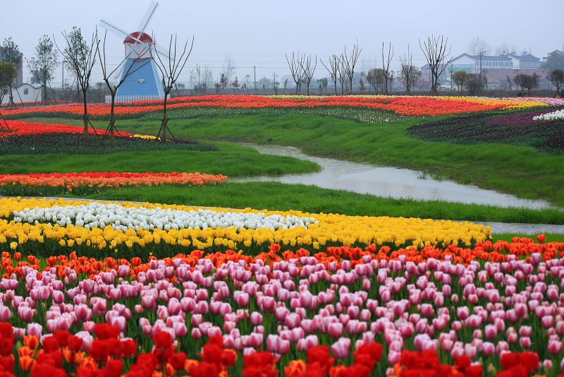 图集孝感金卉庄园樱花61郁金香花痴节盛大开幕