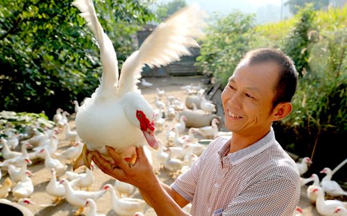 养殖豚鸟脱贫致富