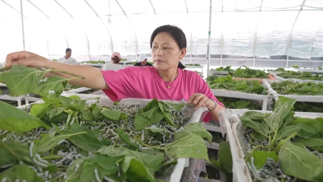 桑蚕吐出致富新丝路