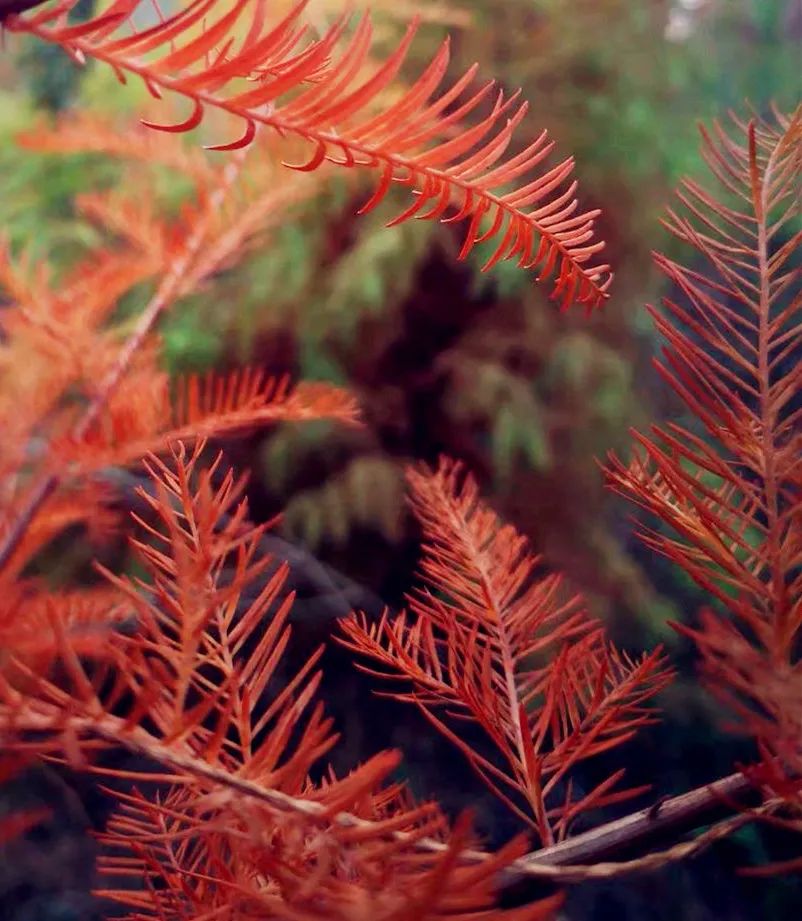 美出天际孝昌这片神奇的红杉林获新华网推介