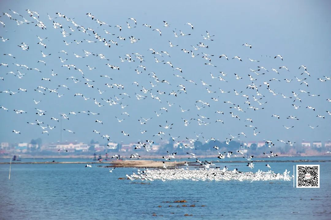 汈汊湖湿地公园图片