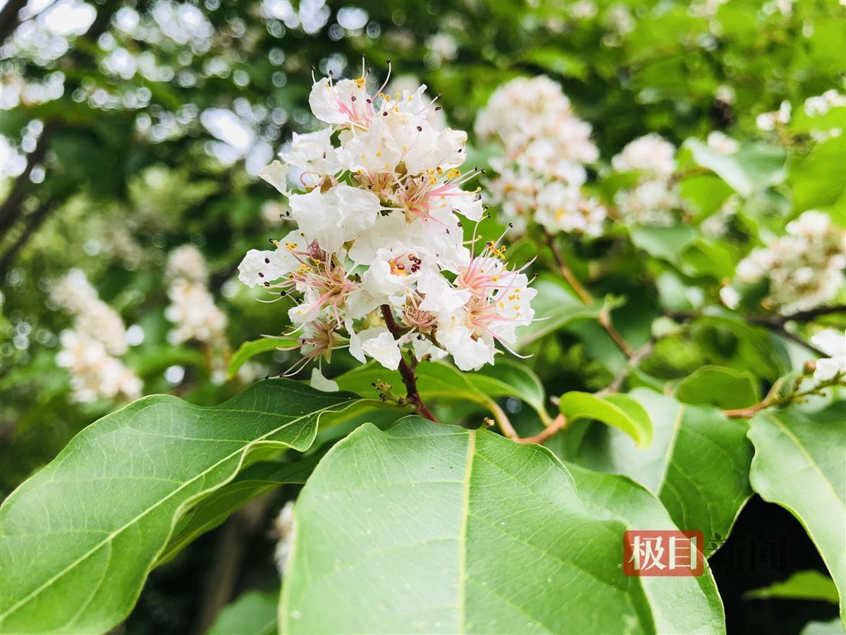 初夏武汉一公园近花甲之年的马灵光开花了