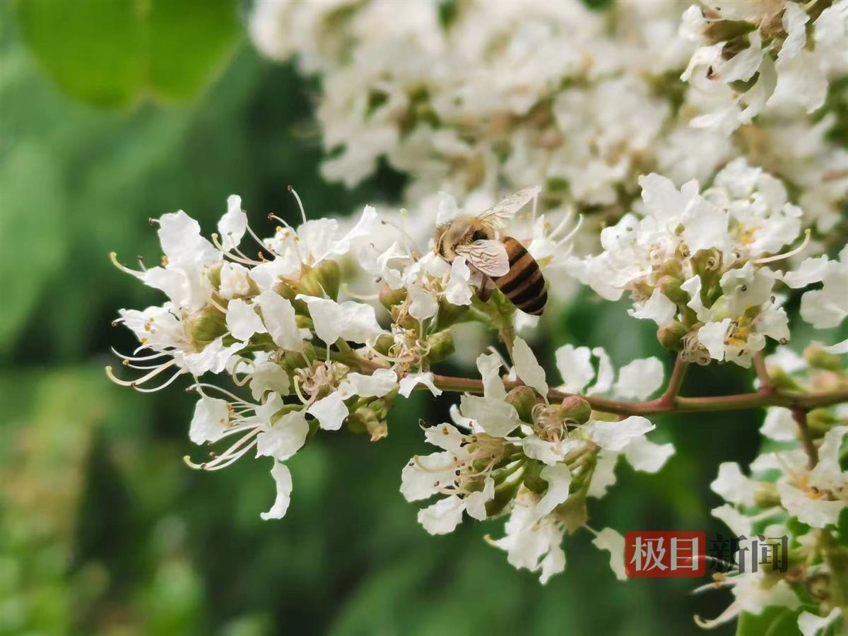 初夏武汉一公园近花甲之年的马灵光开花了