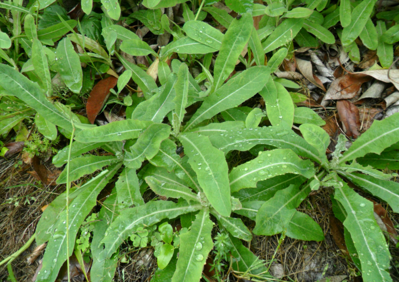 付雪礼:种苦菜 脱苦路