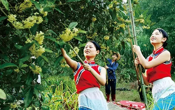 直播预告9月29日上午930跟着云主播华敏去打桂花啰
