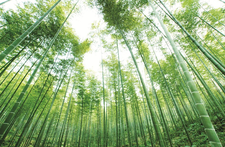 我市加快推行楠竹标准化生产助推咸宁生态城市建设