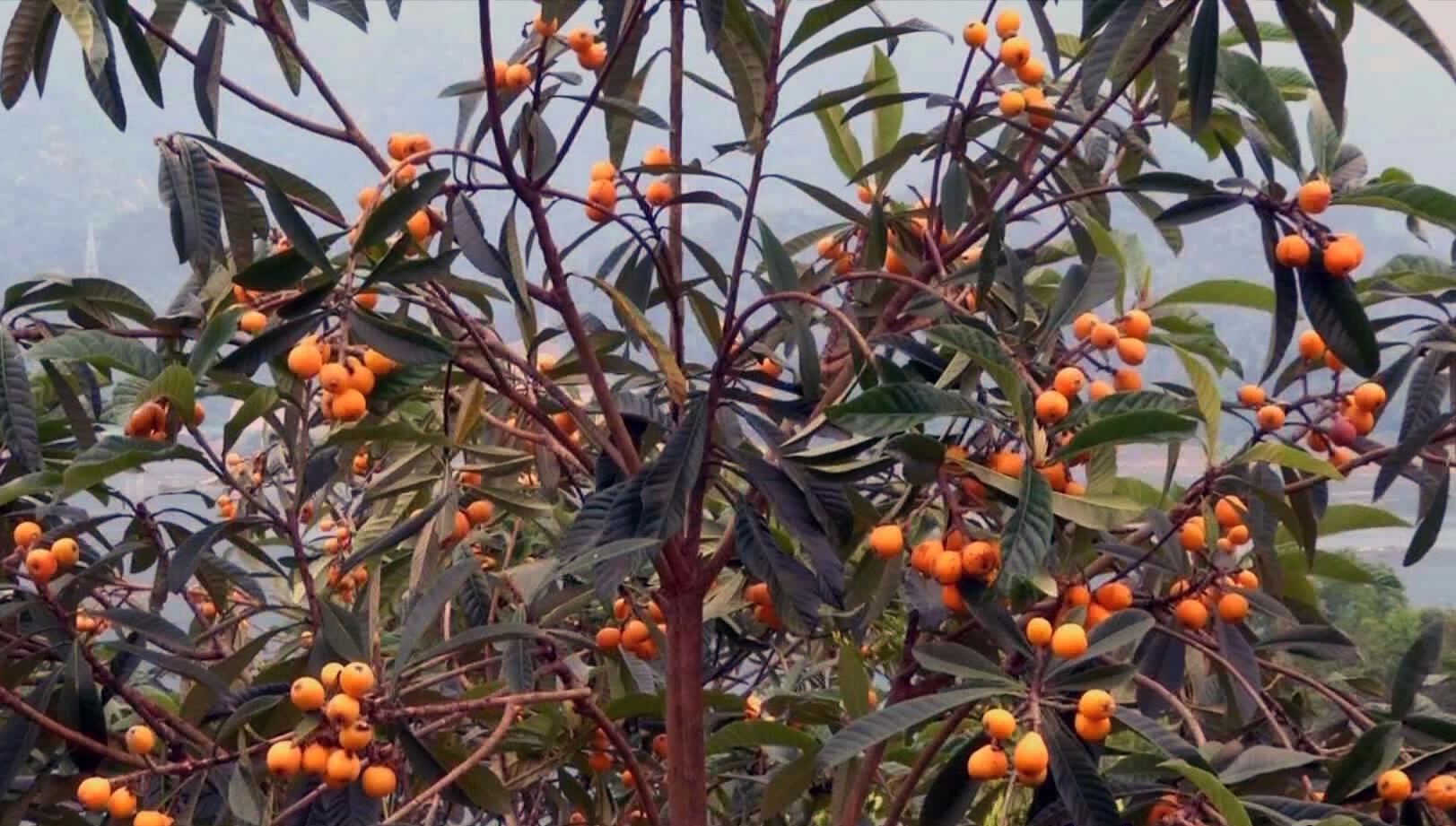 云上咸宁通山枇杷树成了摇钱树一亩收入一万多