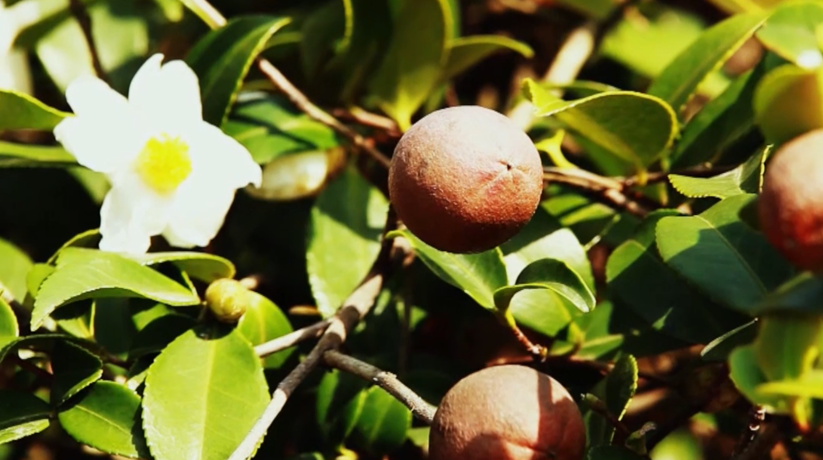 咸宁农产品品牌计划⑨67通城黄袍山油茶