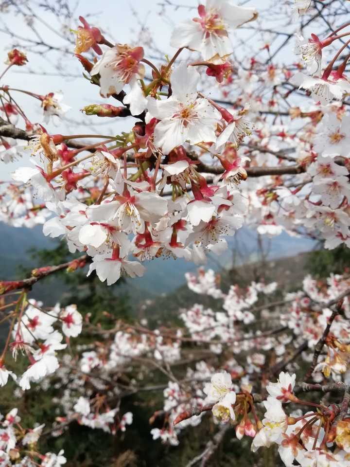 大幕山:一枝樱花将激活一个"文化产业"链