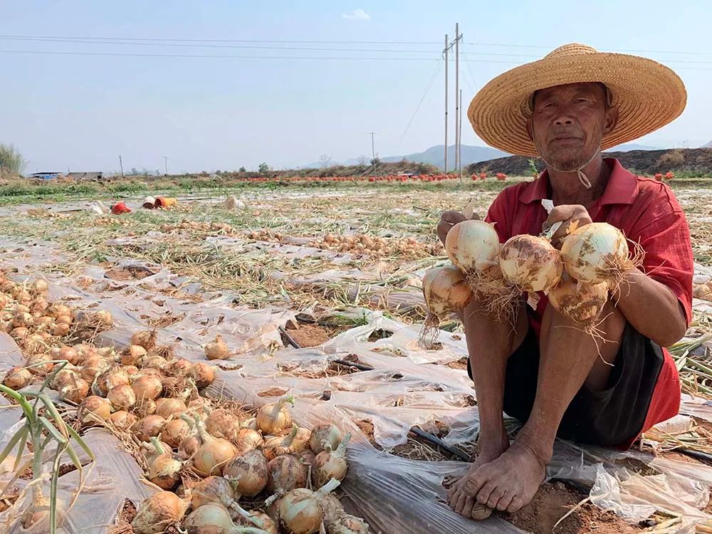 云南700万斤洋葱价格暴跌,请您助力帮帮菜农