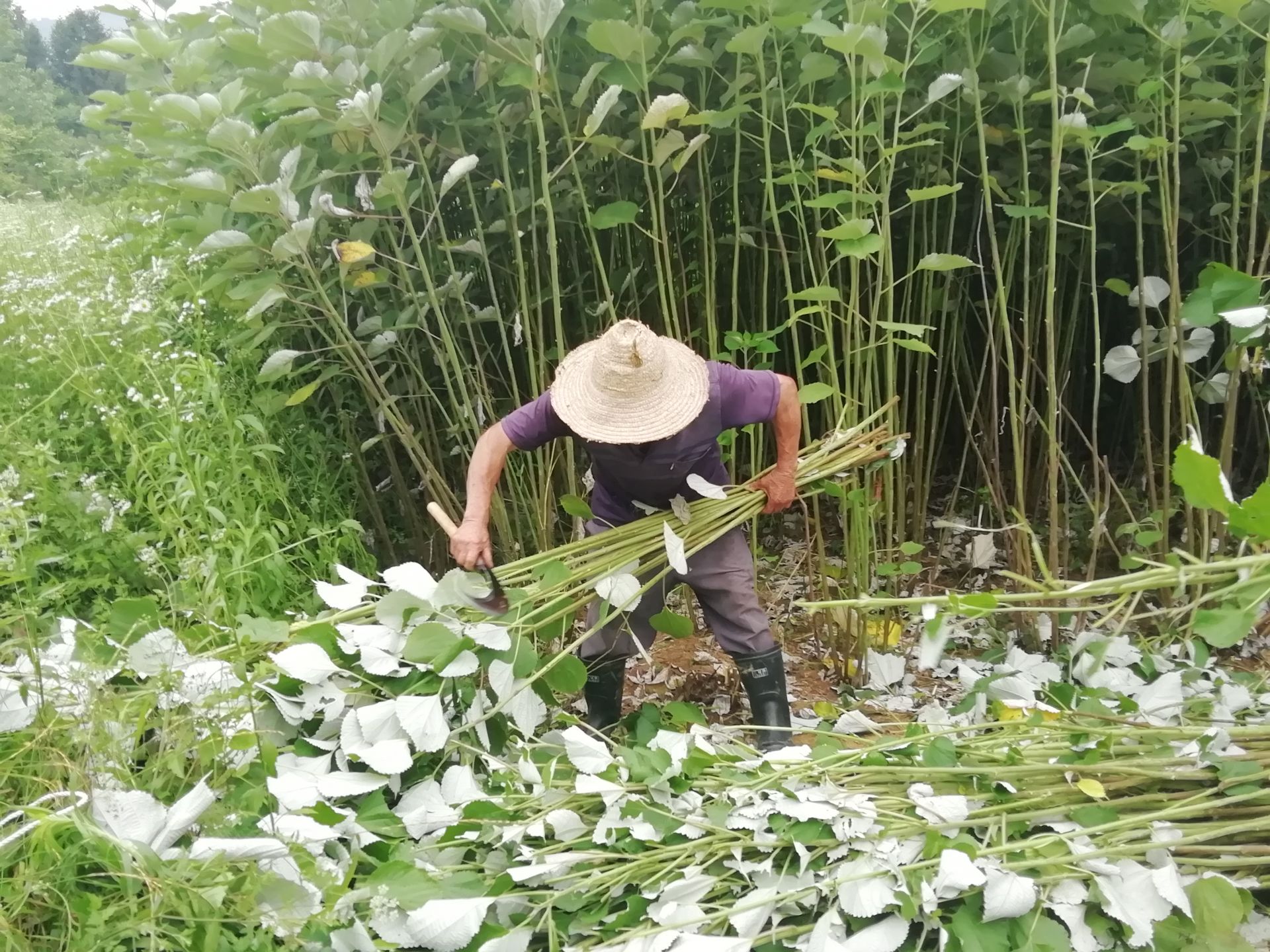 咸安一根苎麻的产业发展思路